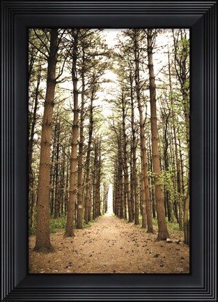 Framed In the Pines I Print
