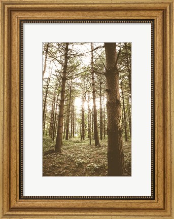 Framed In the Pines II Print