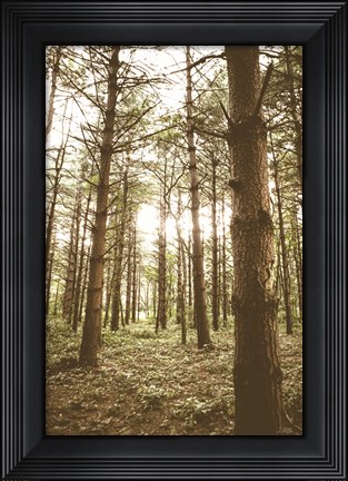 Framed In the Pines II Print