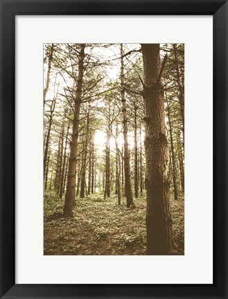 Framed In the Pines II Print