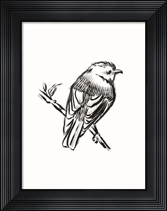Framed Songbird Sketch I Print