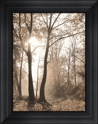 Framed Woodland Sunrise Print