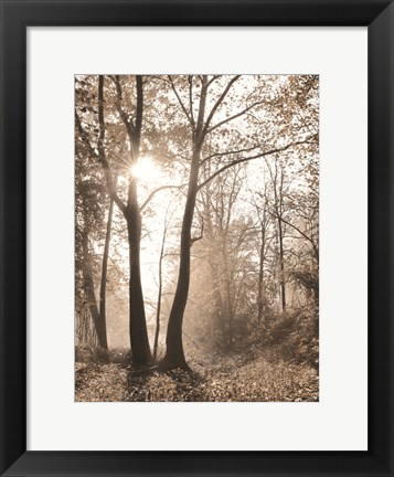 Framed Woodland Sunrise Print