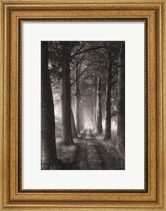 Framed Forest Path Print