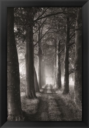 Framed Forest Path Print