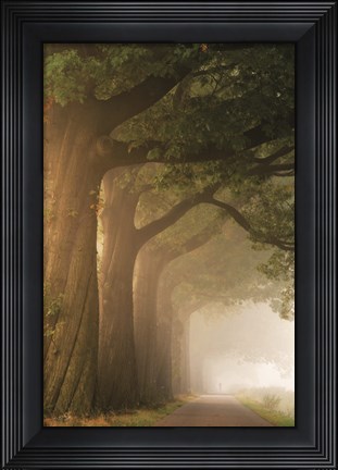 Framed Twisted Trunk Print