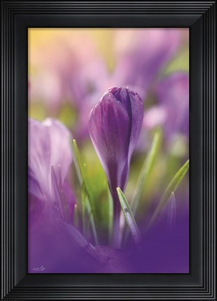 Framed Shining at Sunset Print