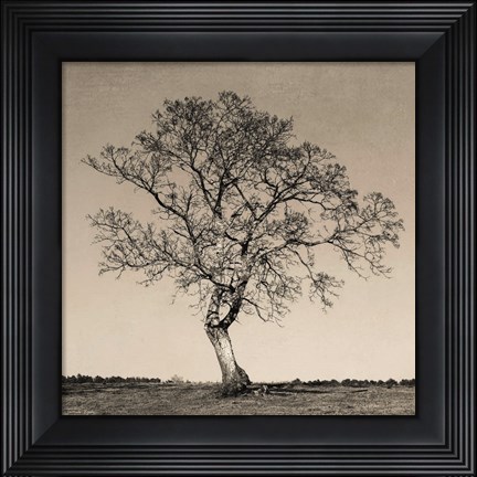 Framed Tree No. 54 Print