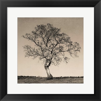 Framed Tree No. 54 Print