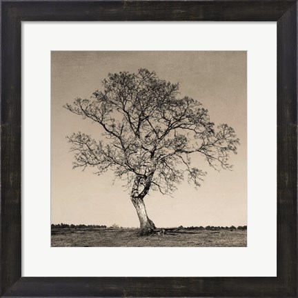 Framed Tree No. 54 Print