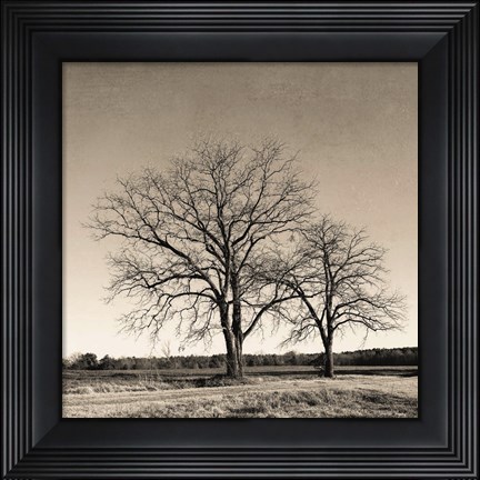 Framed Tree No. 57 Print
