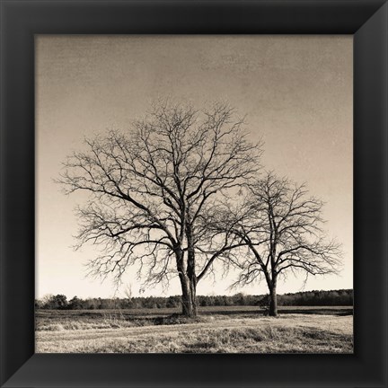 Framed Tree No. 57 Print