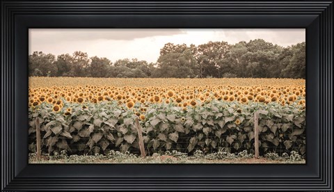 Framed Sunflower Field No. 7 Print