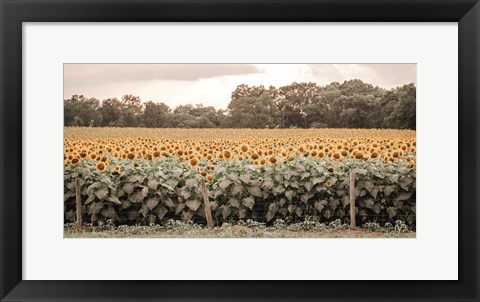 Framed Sunflower Field No. 7 Print