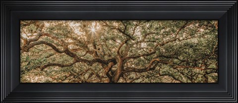 Framed Low Country Oaks I Print