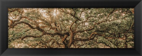 Framed Low Country Oaks I Print