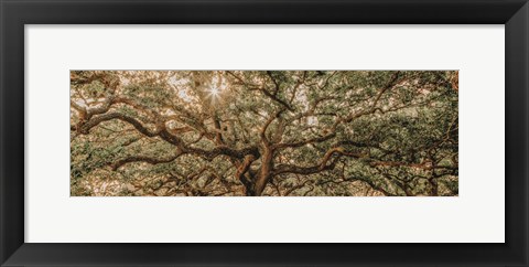 Framed Low Country Oaks I Print