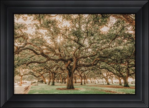 Framed Low Country Oaks II Print