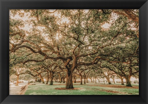 Framed Low Country Oaks II Print