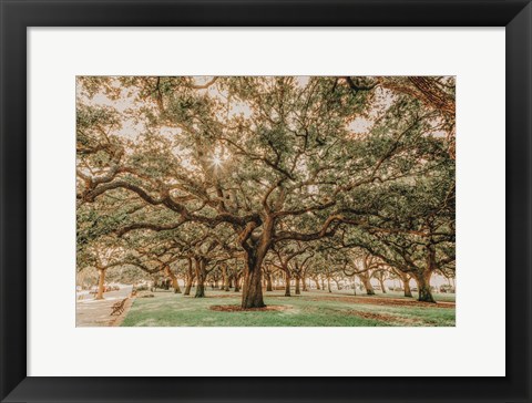 Framed Low Country Oaks II Print