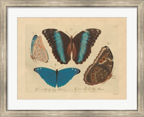 Framed Vintage Butterflies 1 Print