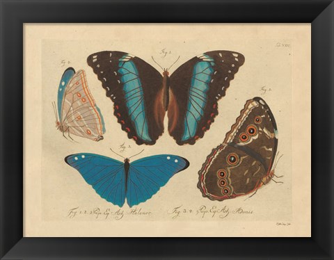 Framed Vintage Butterflies 1 Print