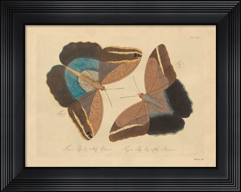 Framed Vintage Butterflies 2 Print