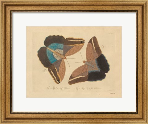 Framed Vintage Butterflies 2 Print