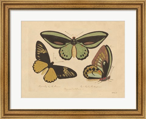 Framed Vintage Butterflies 3 Print