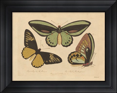Framed Vintage Butterflies 3 Print
