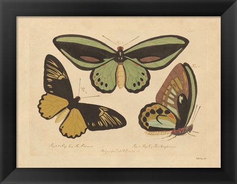 Framed Vintage Butterflies 3 Print