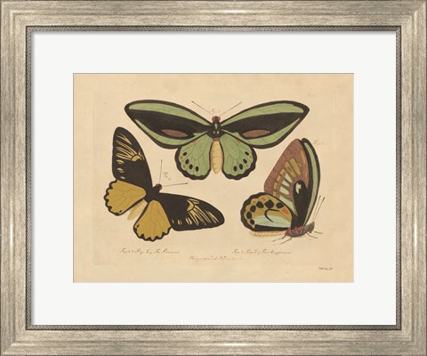 Framed Vintage Butterflies 3 Print