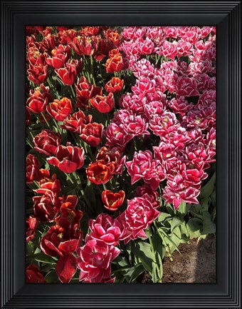 Framed Dutch Treat Print