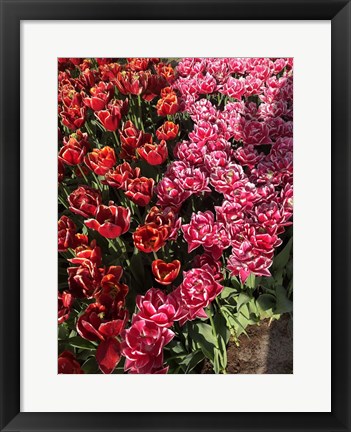 Framed Dutch Treat Print