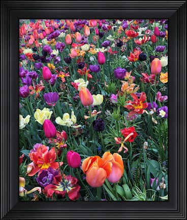 Framed Fields of Color Print