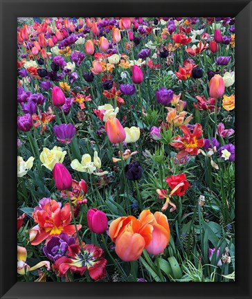 Framed Fields of Color Print