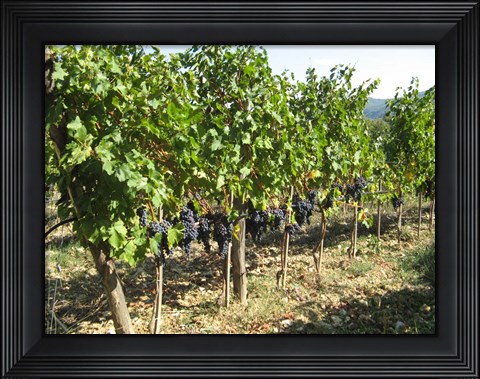 Framed Time To Harvest Print
