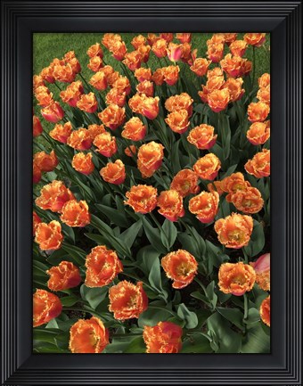 Framed Tulip Festival Print