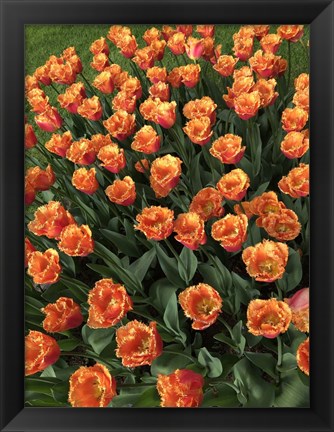 Framed Tulip Festival Print