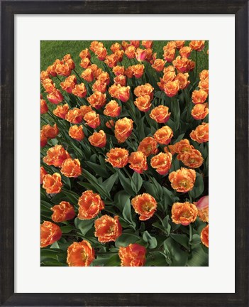 Framed Tulip Festival Print