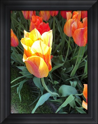 Framed Tulip Time Print