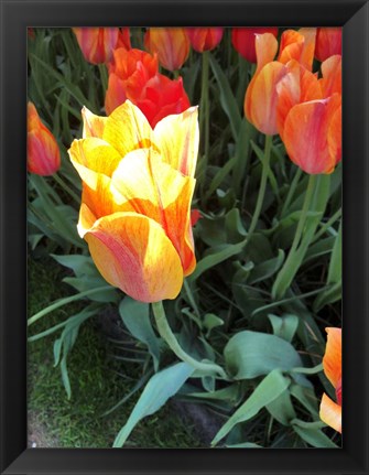 Framed Tulip Time Print