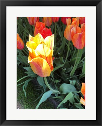 Framed Tulip Time Print