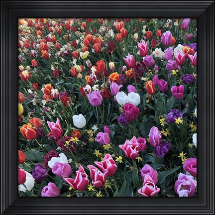 Framed Tulips! Tulips! Print