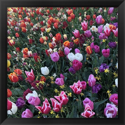 Framed Tulips! Tulips! Print