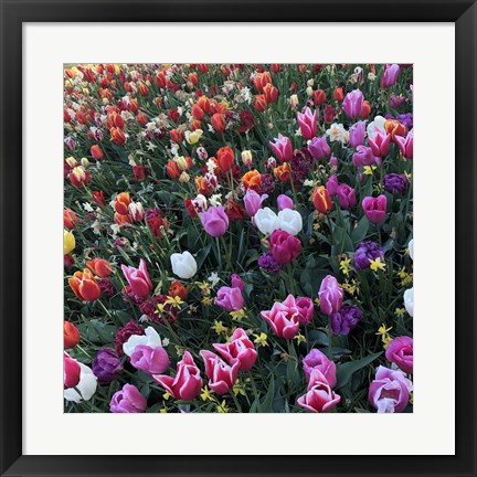 Framed Tulips! Tulips! Print