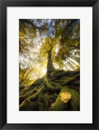 Framed Goodbye of a Leaf Print