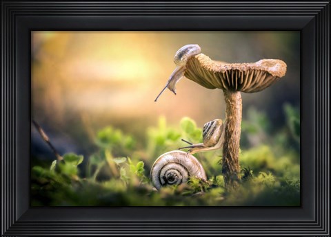 Framed Awakening of Snails Print