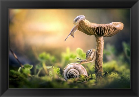 Framed Awakening of Snails Print