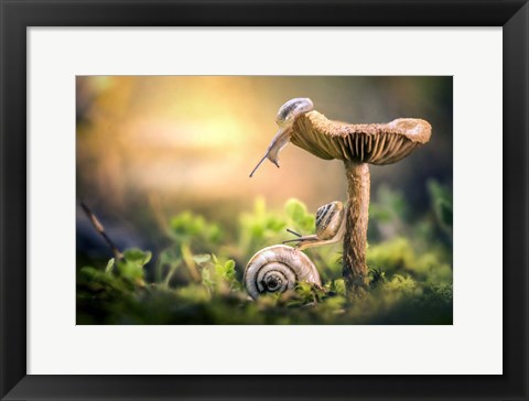 Framed Awakening of Snails Print